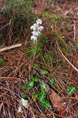Pyrola alboreticulata