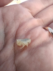 Haustorioidea