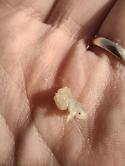 Haustorioidea