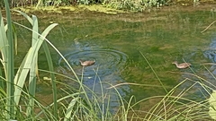 Gallinula chloropus