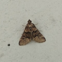 Bostra obsoletalis