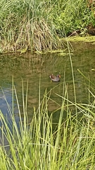 Gallinula chloropus