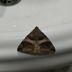 Bastilla arcuata