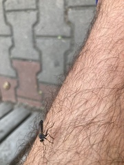 Neomochtherus geniculatus