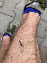 Neomochtherus geniculatus