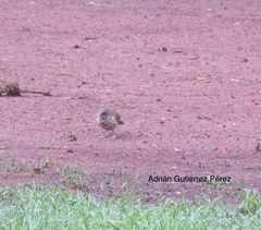 Turdus rufopalliatus
