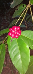 Phaleria