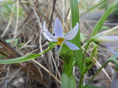 Walleria nutans