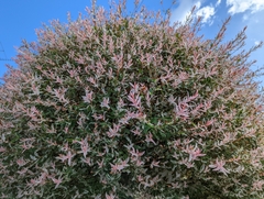 Salix integra albovariegata