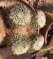 Mammillaria parkinsonii