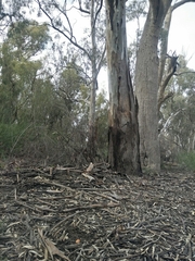 Amanita xanthocephala