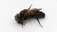 Callomegachile