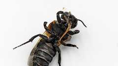 Callomegachile