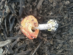 Amanita xanthocephala