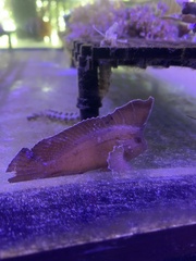 Taenianotus triacanthus