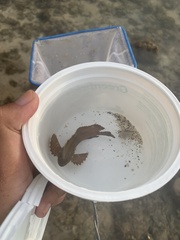 Taenianotus triacanthus