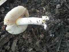 Amanita xanthocephala
