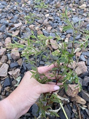 Epilobium pseudorubescens