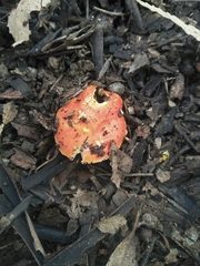 Amanita xanthocephala