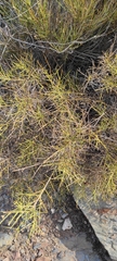 Genista hystrix