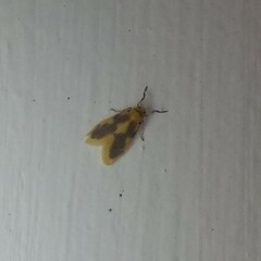 Miltochrista undulata