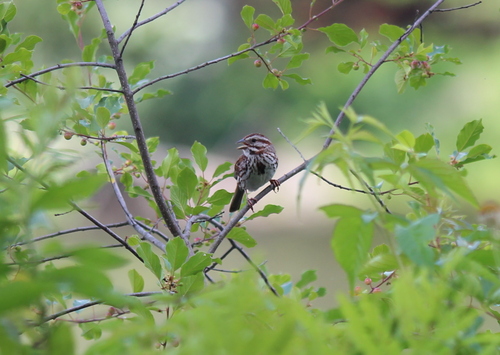 Song Sparrow photographed in New Hampshire