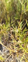 Genista hystrix