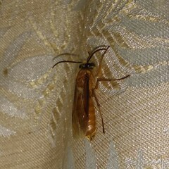 Provespa barthelemyi