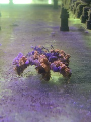 Simocarcinus simplex