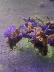 Simocarcinus simplex