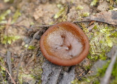 Peziza thozetii