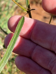 Hibiscus meraukensis