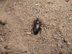 Cylydrorhinus angulatus