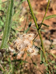 Hibiscus meraukensis