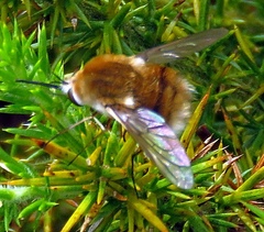 Bombylius minor