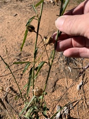 Hibiscus meraukensis