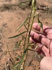 Hibiscus meraukensis