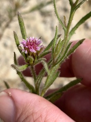 Streptoglossa bubakii