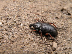 Cylydrorhinus angulatus