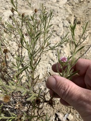 Streptoglossa bubakii