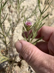 Streptoglossa bubakii