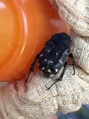 Heterocnemis graeca