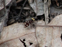 Pseudomethoca quadrinotata