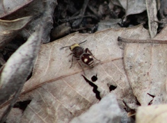 Pseudomethoca quadrinotata