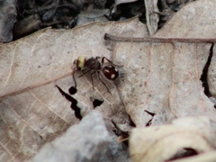 Pseudomethoca quadrinotata