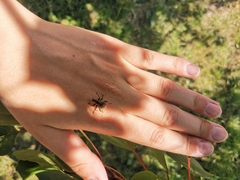 Curculionidae