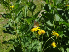 Lycaena tityrus subalpina