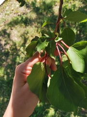 Curculionidae