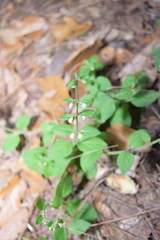 Scutellaria dumetorum
