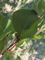 Curculionidae